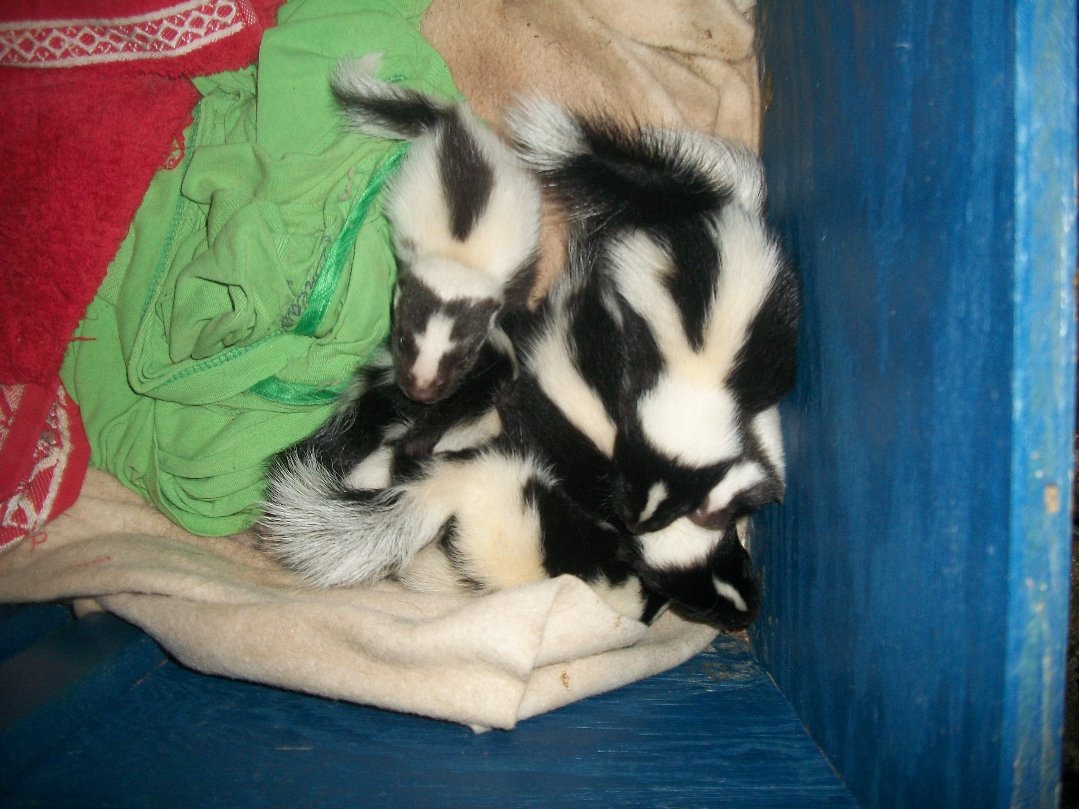 Misty's Litter