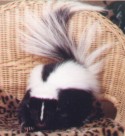 Gracie