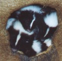 Huddle