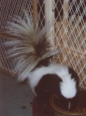 Petunia