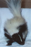 Silolette