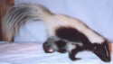 Silolette