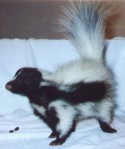 Silolette