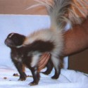 Silolette