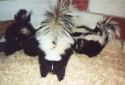 Canada Skunks