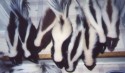 Phila Skunks