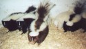 Canada Skunks