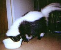 Stubbie Shorttail