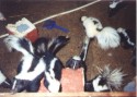 Skunk Shuffle